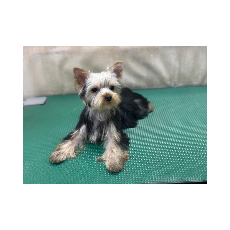 成約済の東京都のヨークシャーテリア-408474の5枚目