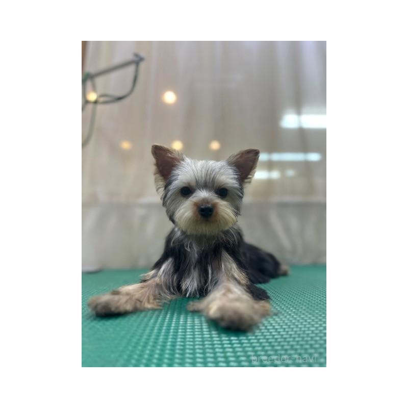 成約済の東京都のヨークシャーテリア-408474の4枚目