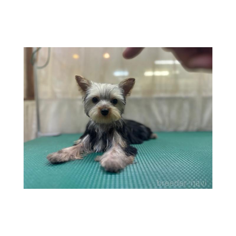 成約済の東京都のヨークシャーテリア-408474の2枚目