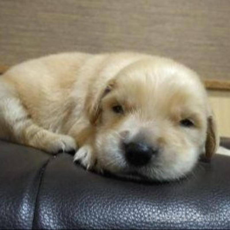 販売中の鹿児島県のゴールデンレトリーバー-423763の1枚目