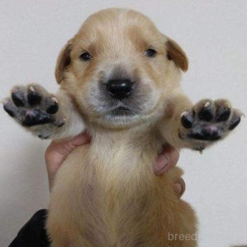 販売中の鹿児島県のゴールデンレトリーバー-423763の8枚目