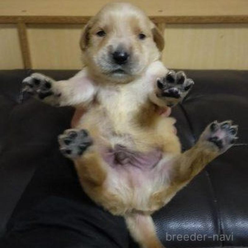 販売中の鹿児島県のゴールデンレトリーバー-423763の7枚目