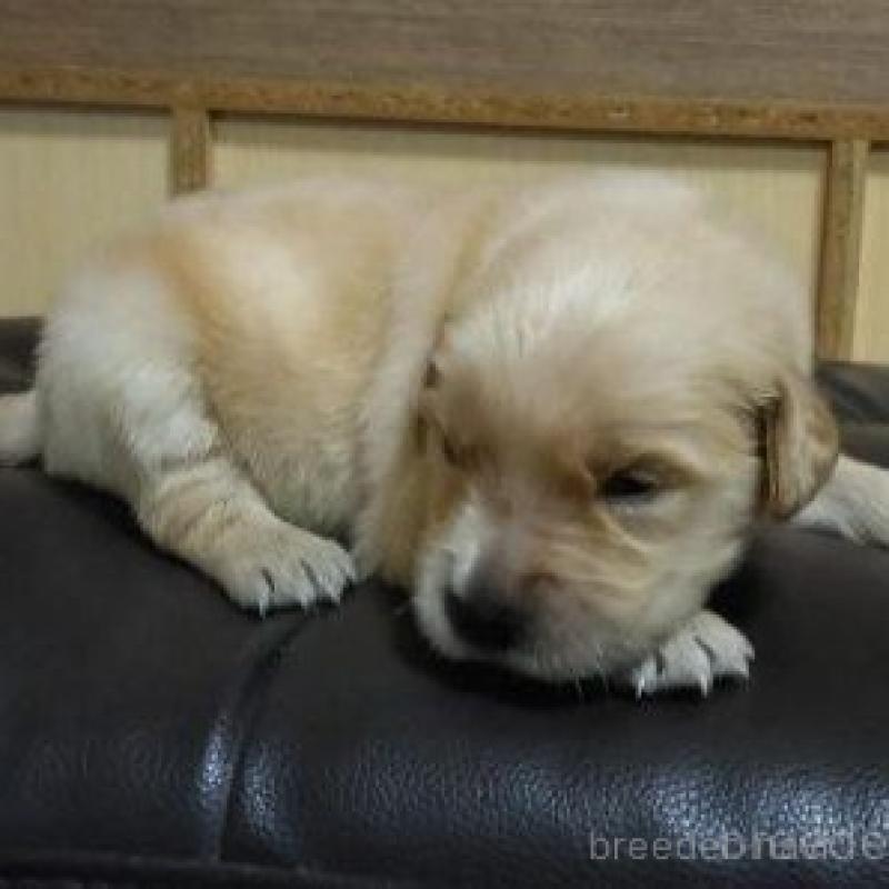 販売中の鹿児島県のゴールデンレトリーバー-423763の6枚目