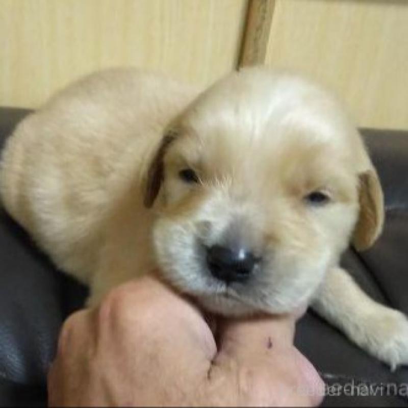 販売中の鹿児島県のゴールデンレトリーバー-423763の5枚目