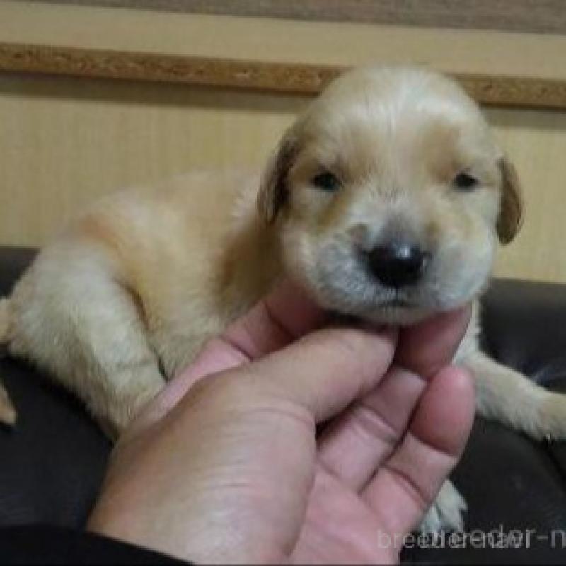 販売中の鹿児島県のゴールデンレトリーバー-423763の4枚目