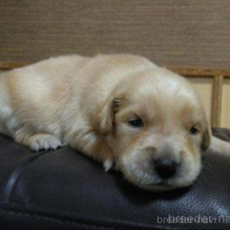 販売中の鹿児島県のゴールデンレトリーバー-423763の3枚目