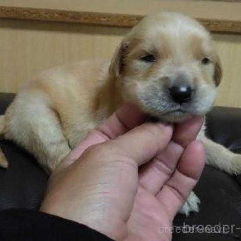 販売中の鹿児島県のゴールデンレトリーバー-423763の2枚目