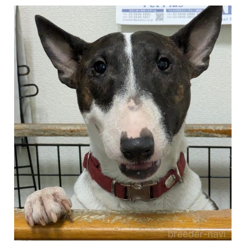 販売中の愛知県のミニチュアブルテリア-423765の4枚目