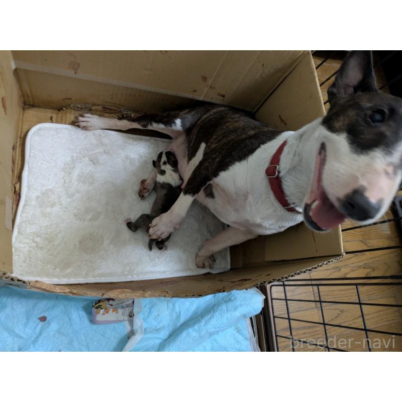 販売中の愛知県のミニチュアブルテリア-423765の3枚目