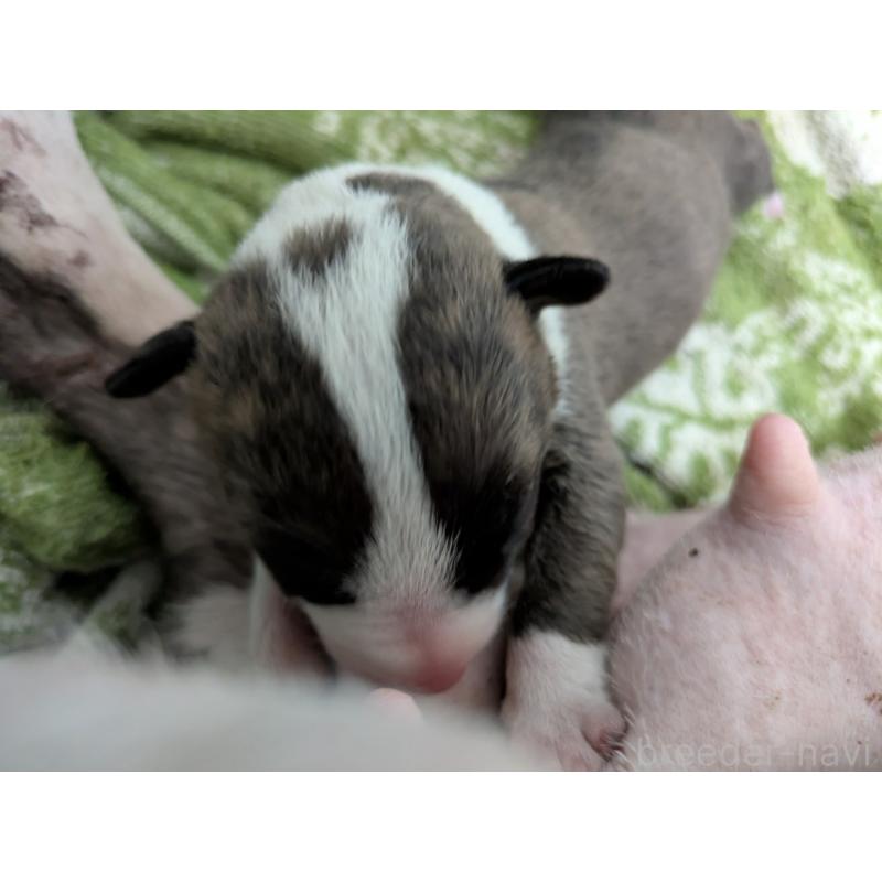 販売中の愛知県のミニチュアブルテリア-423765の2枚目