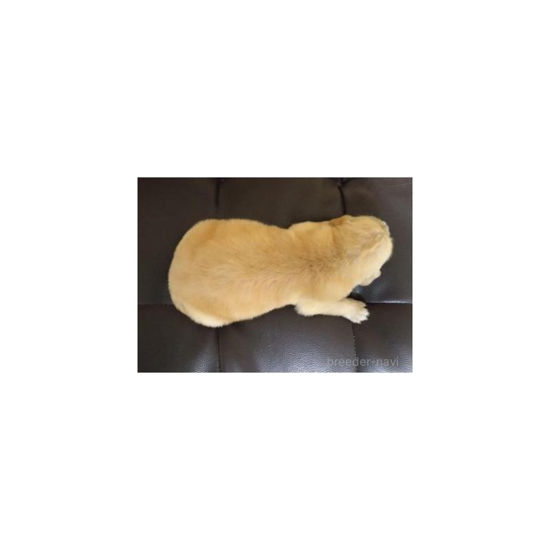 販売中の鹿児島県のゴールデンレトリーバー-423764の7枚目