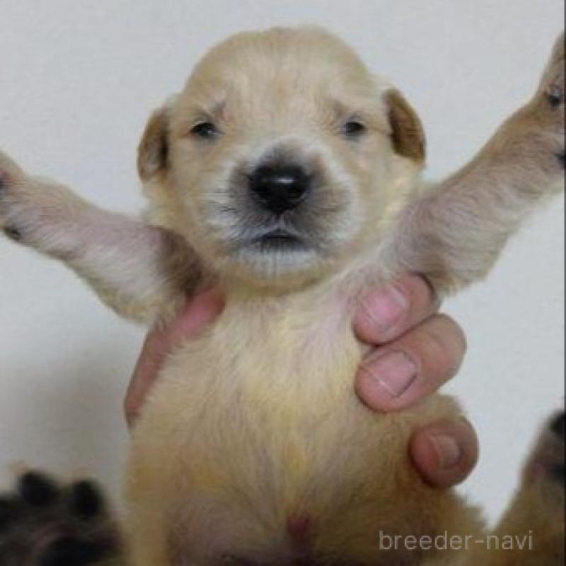 販売中の鹿児島県のゴールデンレトリーバー-423764の5枚目