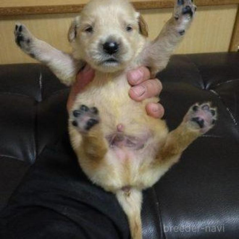 販売中の鹿児島県のゴールデンレトリーバー-423764の4枚目