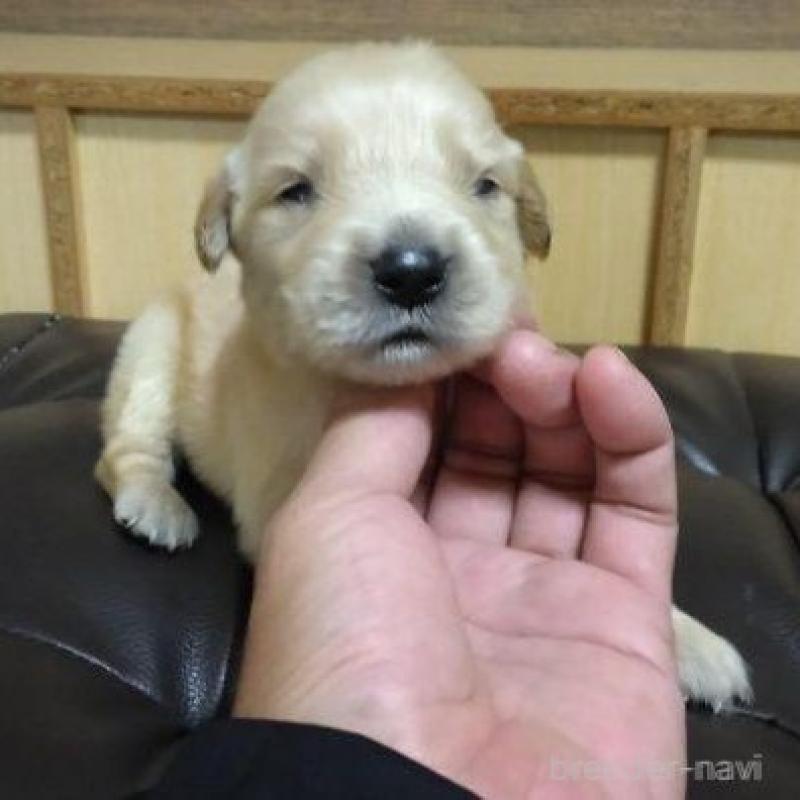 販売中の鹿児島県のゴールデンレトリーバー-423764の3枚目