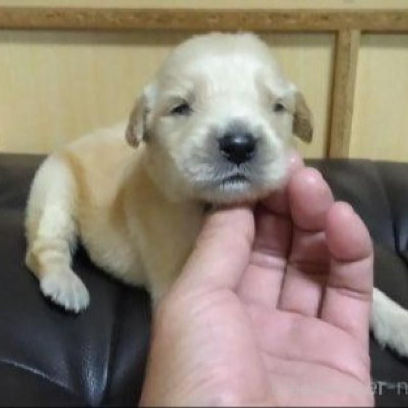 販売中の鹿児島県のゴールデンレトリーバー-423764の2枚目