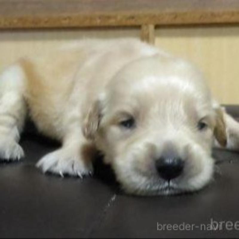 販売中の鹿児島県のゴールデンレトリーバー-423764の1枚目