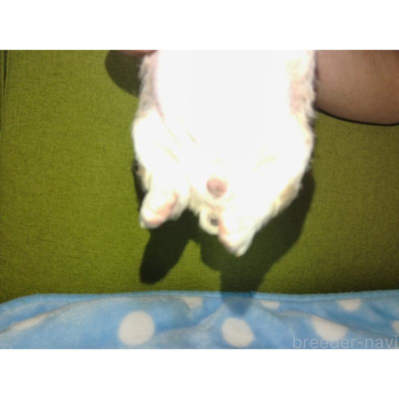 販売中の福岡県のミックス犬-423766の2枚目