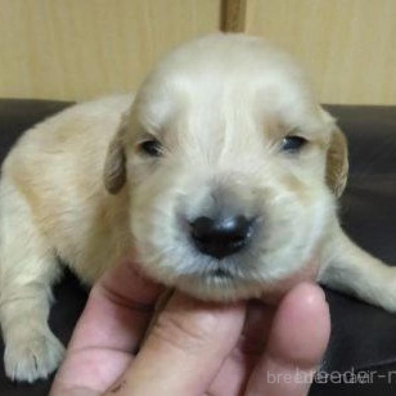 販売中の鹿児島県のゴールデンレトリーバー-423767の1枚目