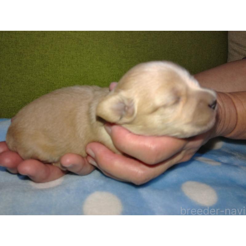 成約済の福岡県のミックス犬-422289の18枚目