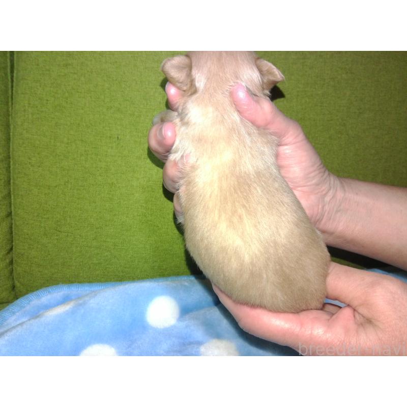 成約済の福岡県のミックス犬-422289の17枚目