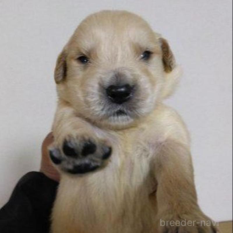 販売中の鹿児島県のゴールデンレトリーバー-423767の8枚目