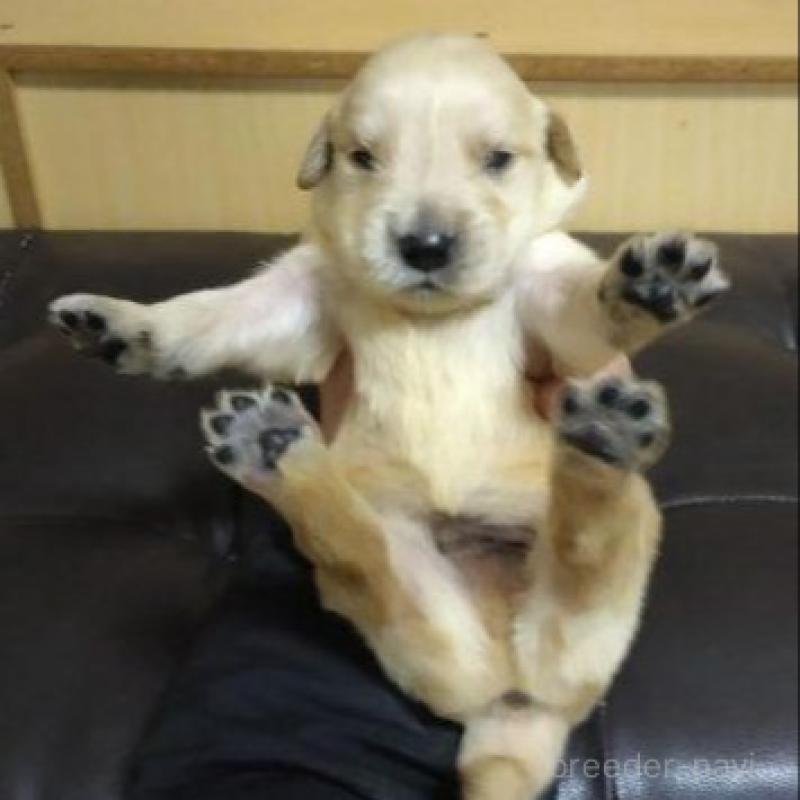 販売中の鹿児島県のゴールデンレトリーバー-423767の7枚目