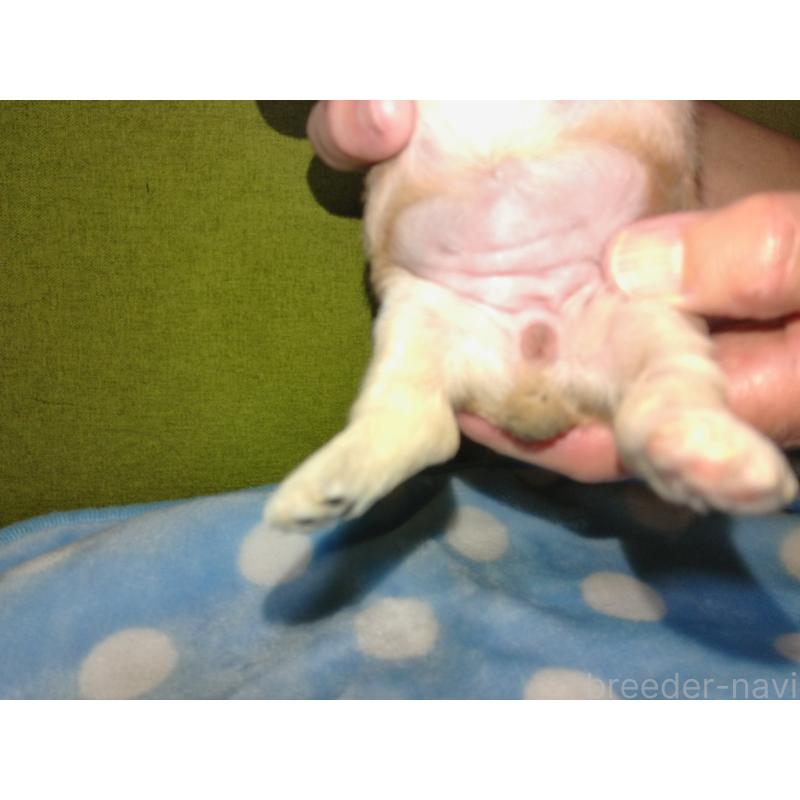 成約済の福岡県のミックス犬-422289の16枚目