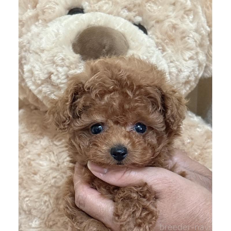 販売中の静岡県のタイニープードル-423768の6枚目