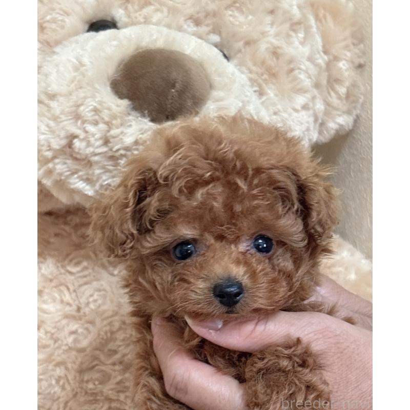 販売中の静岡県のタイニープードル-423768の5枚目