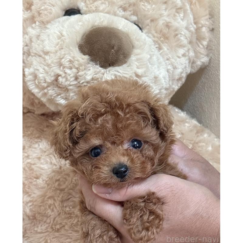販売中の静岡県のタイニープードル-423768の4枚目