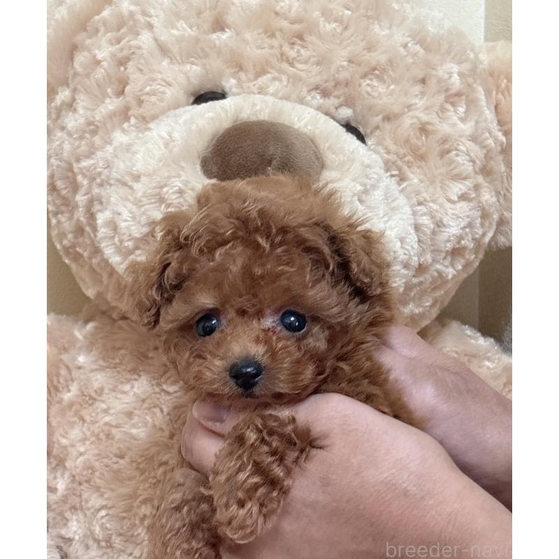 販売中の静岡県のタイニープードル-423768の3枚目