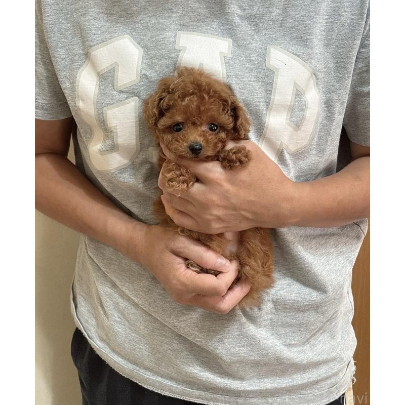 販売中の静岡県のタイニープードル-423768の2枚目