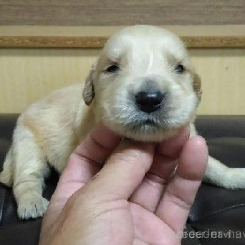 販売中の鹿児島県のゴールデンレトリーバー-423767の6枚目