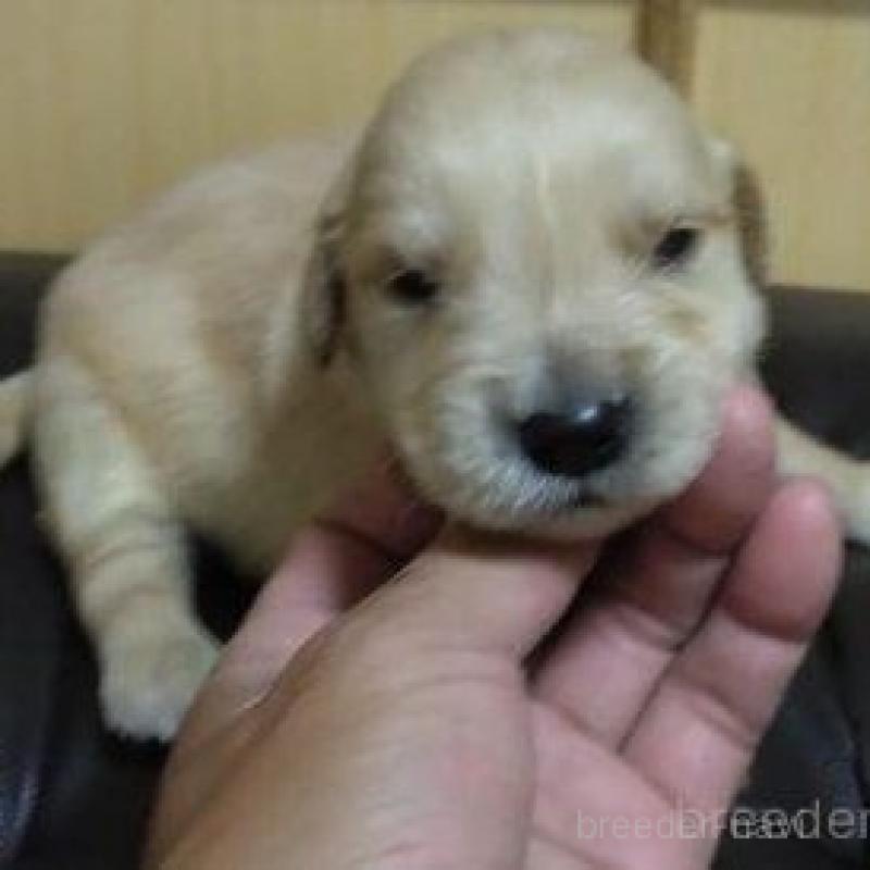 販売中の鹿児島県のゴールデンレトリーバー-423767の5枚目