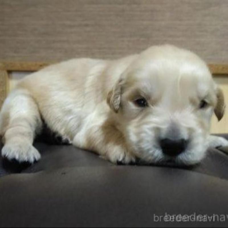 販売中の鹿児島県のゴールデンレトリーバー-423767の4枚目