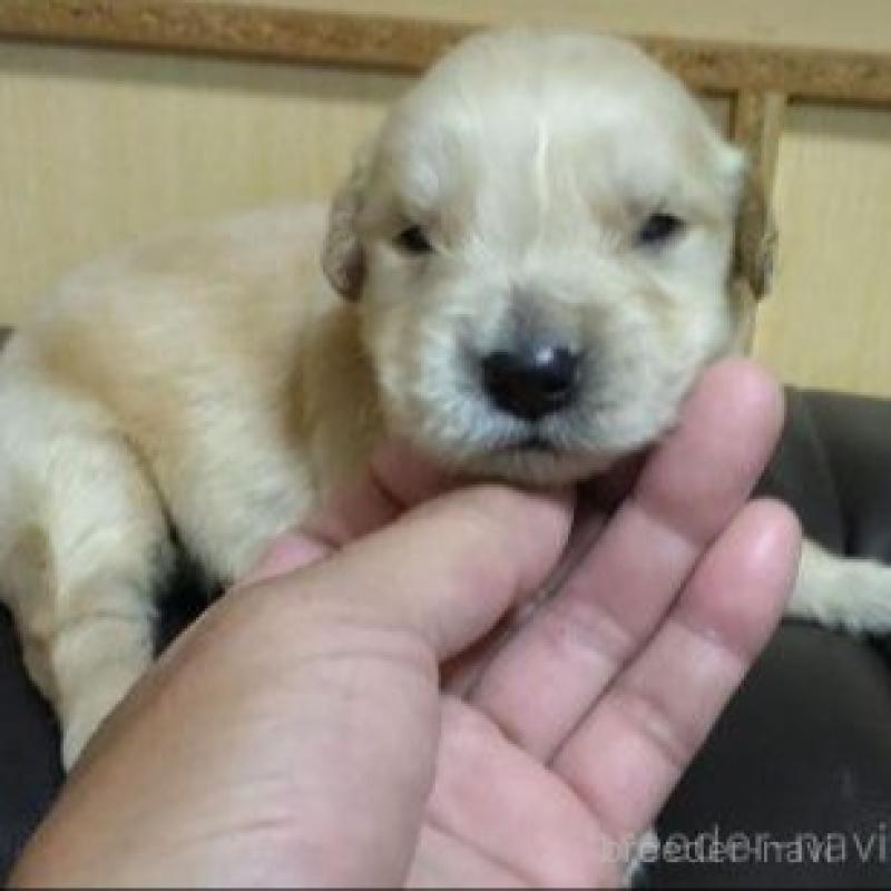 販売中の鹿児島県のゴールデンレトリーバー-423767の3枚目