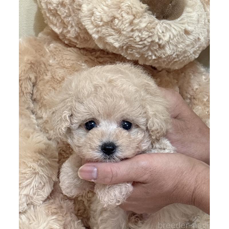 販売中の静岡県のタイニープードル-423769の6枚目