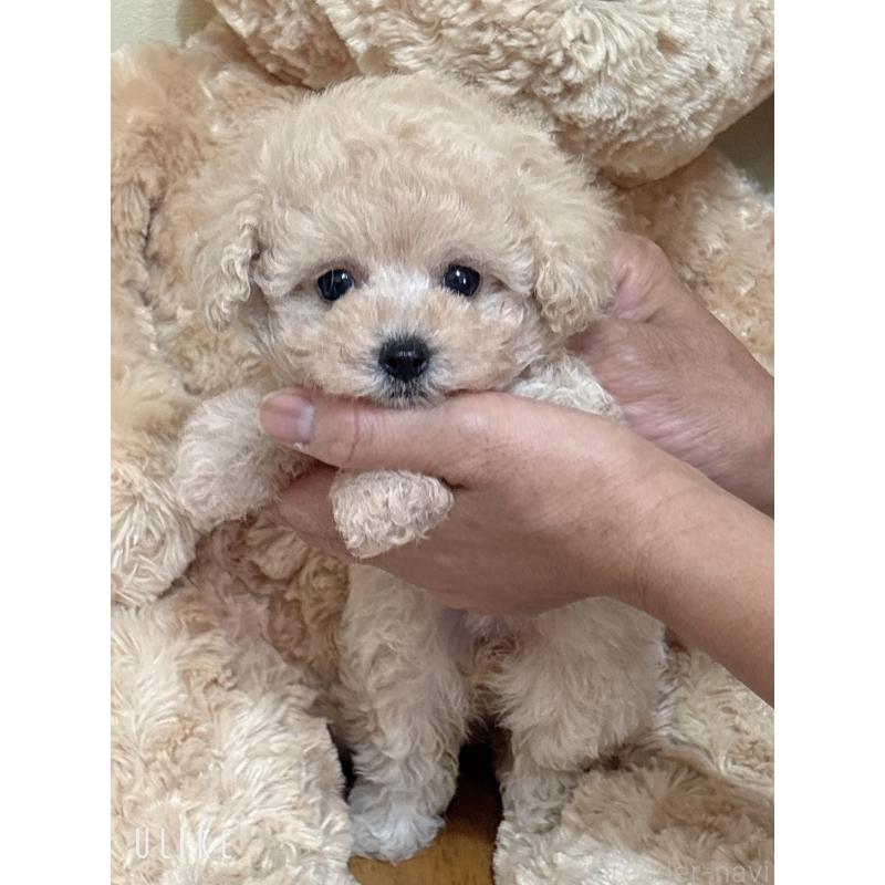 販売中の静岡県のタイニープードル-423769の5枚目