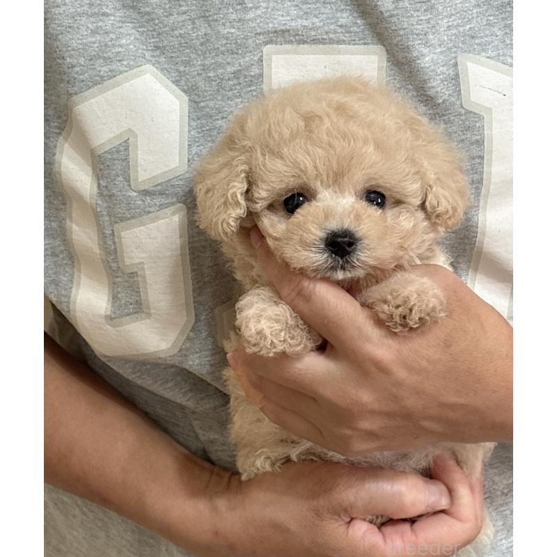販売中の静岡県のタイニープードル-423769の4枚目