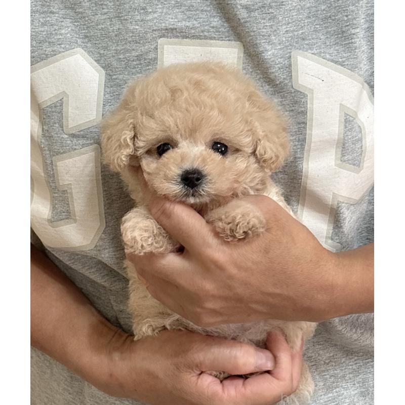 販売中の静岡県のタイニープードル-423769の3枚目