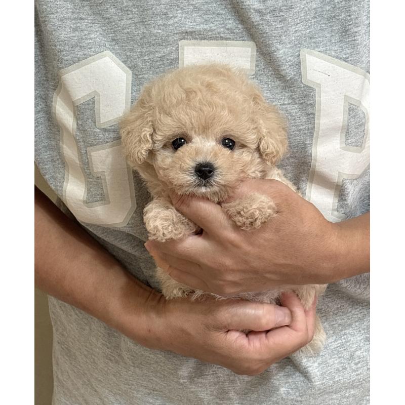 販売中の静岡県のタイニープードル-423769の2枚目