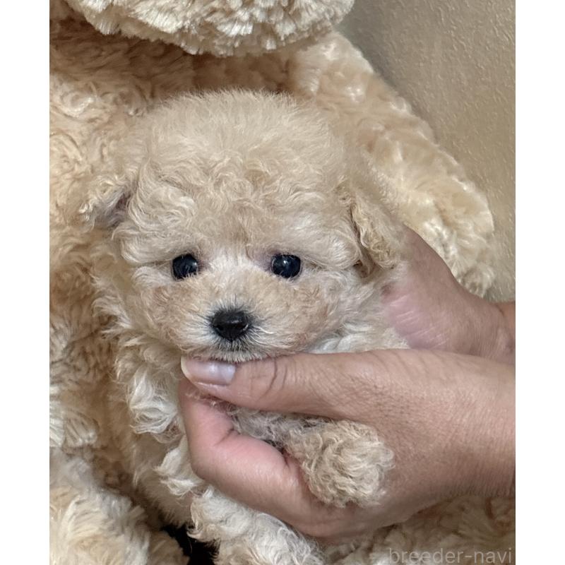 販売中の静岡県のタイニープードル-423770の6枚目