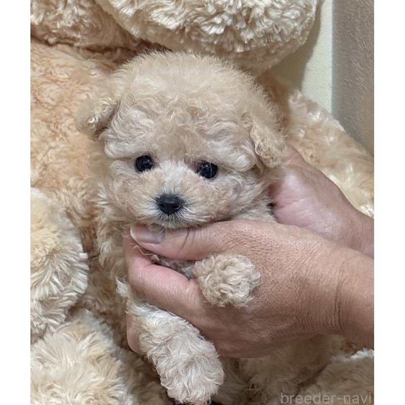 販売中の静岡県のタイニープードル-423770の5枚目