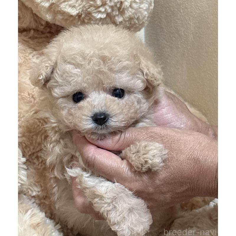 販売中の静岡県のタイニープードル-423770の4枚目