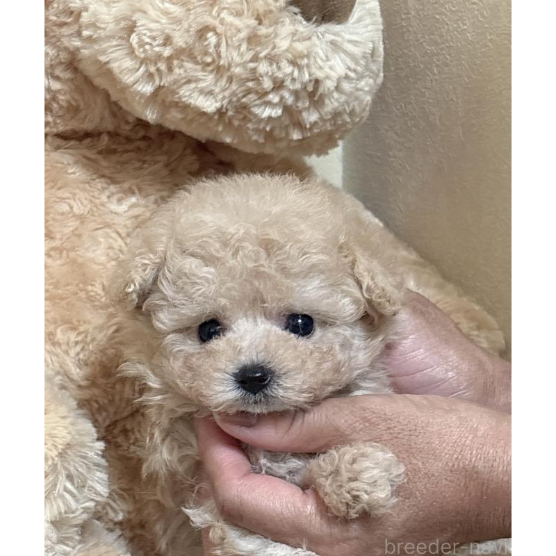 販売中の静岡県のタイニープードル-423770の3枚目