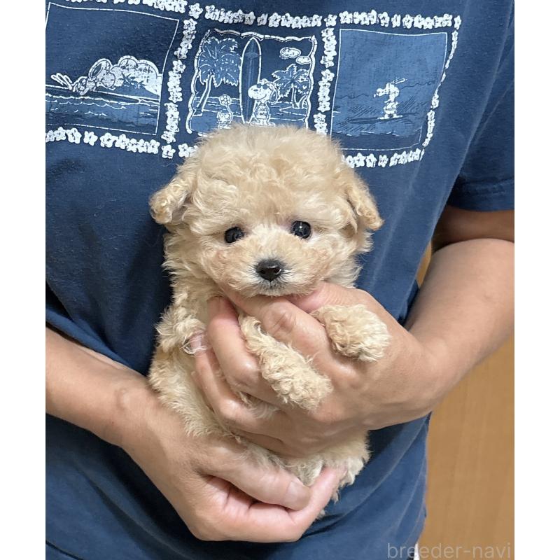 販売中の静岡県のタイニープードル-423770の2枚目