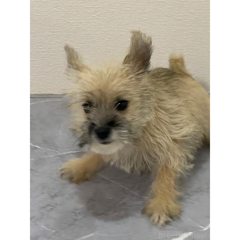 販売中の宮崎県のポメマル:ポメラニアン×マルチーズ-414160の1枚目