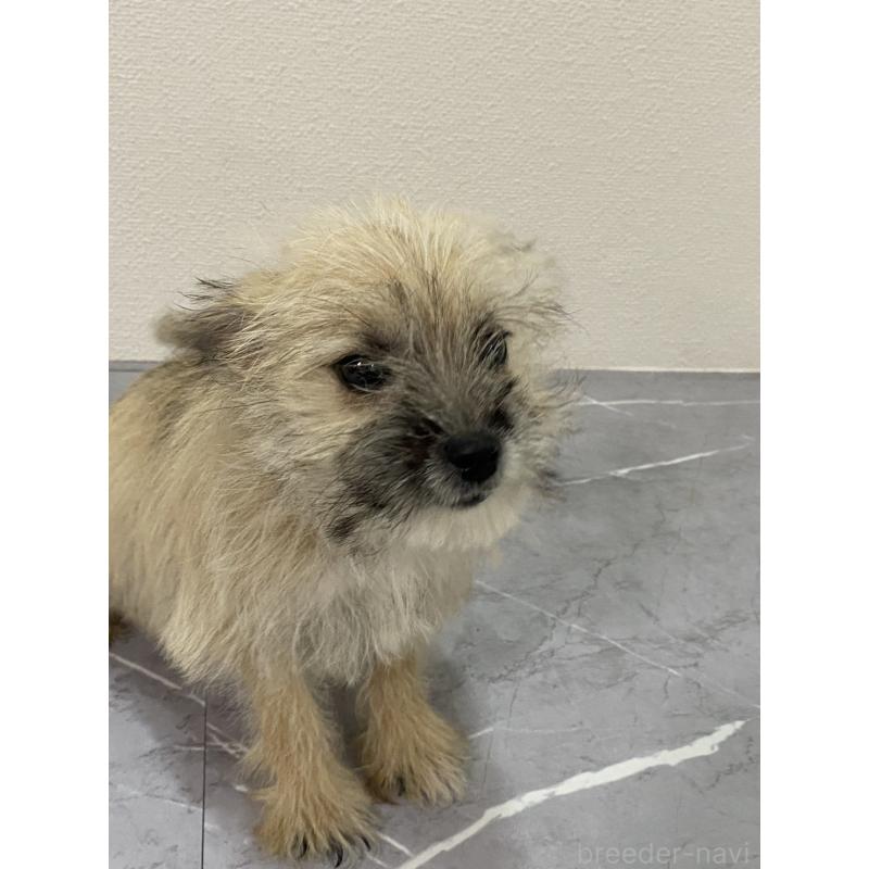 販売中の宮崎県のポメマル:ポメラニアン×マルチーズ-414160の5枚目