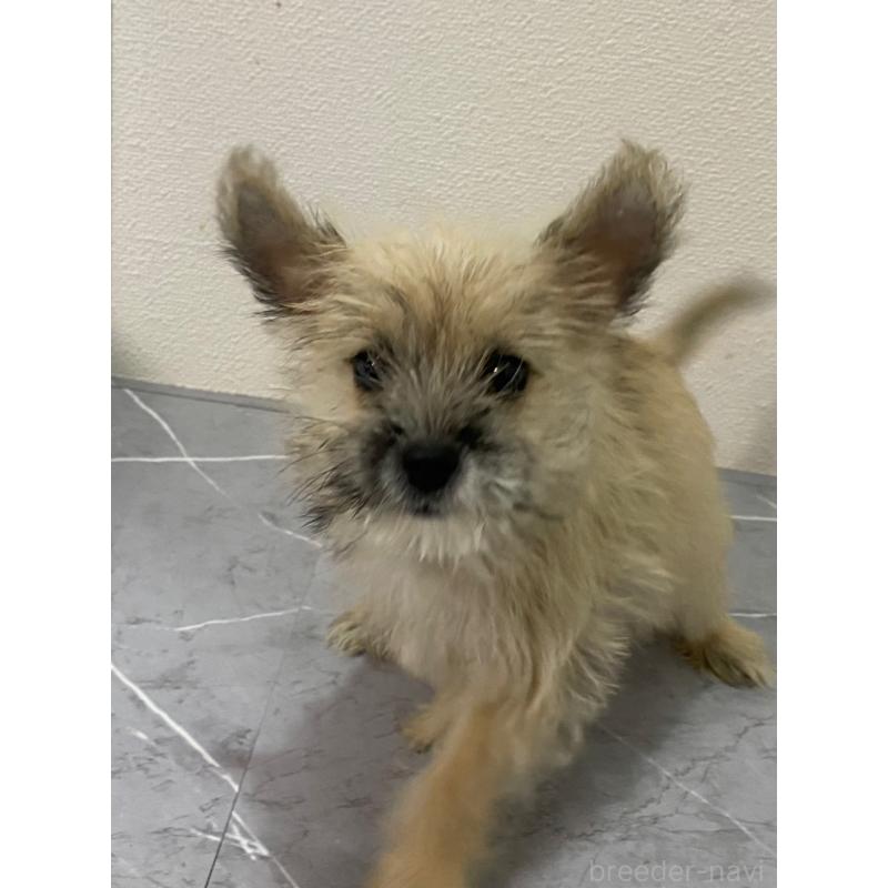 販売中の宮崎県のポメマル:ポメラニアン×マルチーズ-414160の4枚目