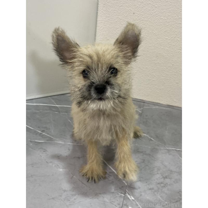 販売中の宮崎県のポメマル:ポメラニアン×マルチーズ-414160の3枚目